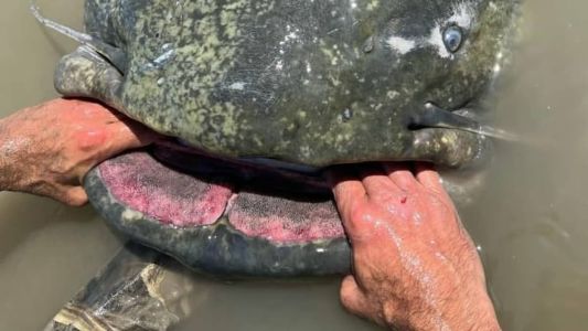 Peixe foi pescado no rio Pó, na comuna de Revere, na Itália