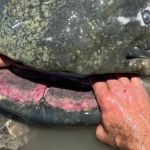 Vídeo: pescador fisga bagre 'gigante' de quase 3 metros e supera recorde mundial