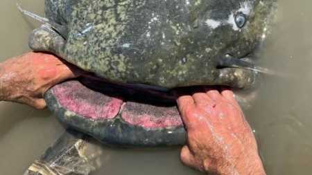 Peixe foi pescado no rio Pó, na comuna de Revere, na Itália