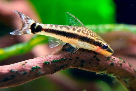 Colocá-lo em um aquário esperando que ele resolva problemas de higiene causados por falta de filtragem é uma sentença de morte para o animal e uma ineficiência para o aquário