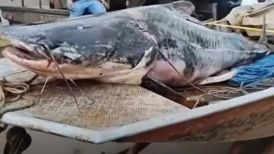 Peixe precisou ser amarrado para ser retirado da água