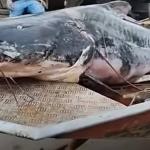 Vídeo: pescadores do Acre fisgam peixe de 180 quilos e 2,4 metros: ‘na vara’