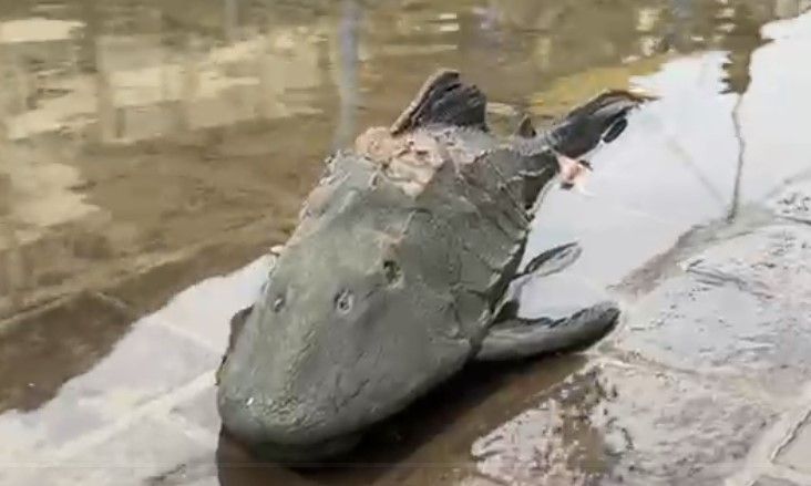 Vídeo: baixa do nível do Guaíba revela peixes enormes nas ruas de Porto Alegre