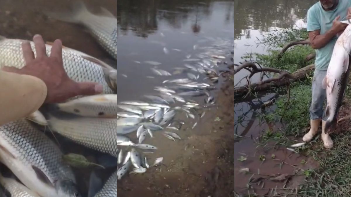 Despejo químico em Juatuba causou mortandade de peixes no Rio Paraopeba, aponta laudo