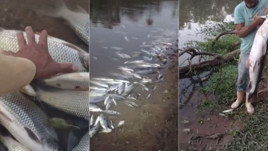 A tradicional época da Quaresma movimenta o mercado de peixes e, em Minas Gerais, as vendas, nos principais polos de produção, aumentaram em torno de 30% a 40%.