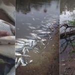 Despejo químico em Juatuba causou mortandade de peixes no Rio Paraopeba, aponta laudo