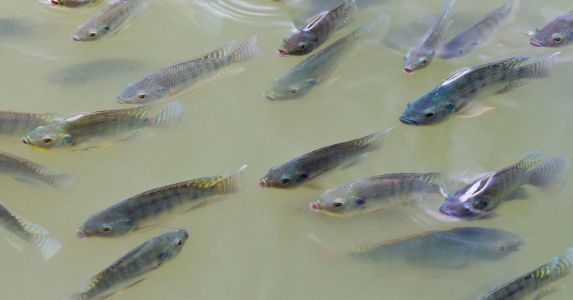 A tradicional época da Quaresma movimenta o mercado de peixes e, em Minas Gerais, as vendas, nos principais polos de produção, aumentaram em torno de 30% a 40%.
