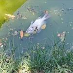 Por que os peixes estão morrendo na Lagoa da Pampulha? Entenda fenômeno