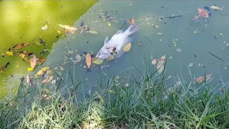 Peixes mortos têm sido retirados da Lagoa da Pampulha