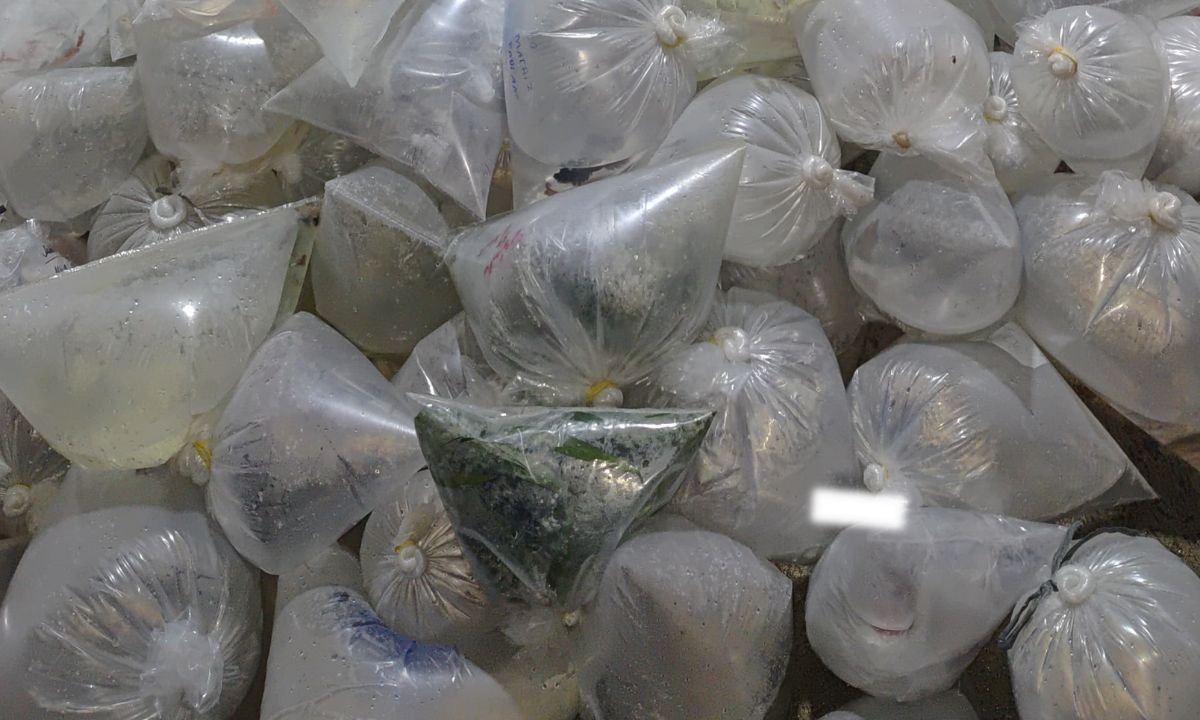 Homens são presos por transportar peixes ornamentais avaliados em R$80 mil na Zona da Mata