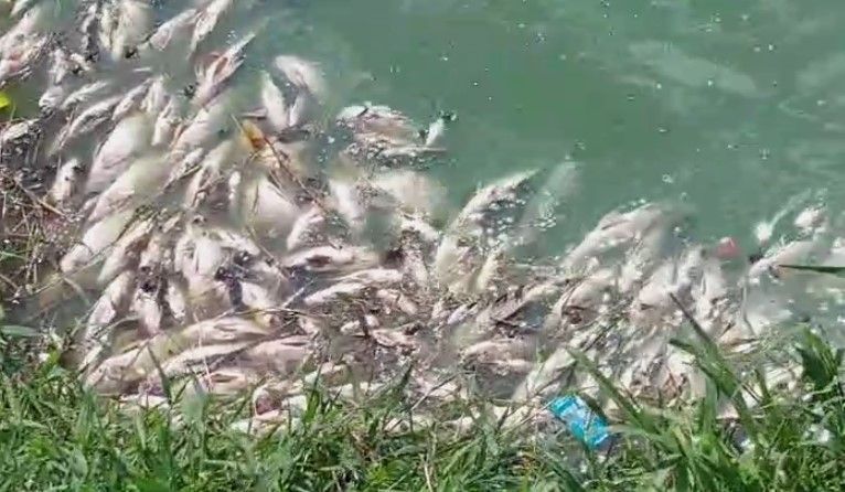 Prefeitura de BH multa Copasa em R$ 27 mil por mortes de peixes na Lagoa da Pampulha