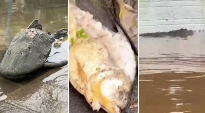Vídeo: cheia do Guaíba leva piranhas, jacaré e peixes enormes para ruas de Porto Alegre