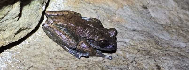 Perereca que se reproduz em cavernas da Serra do Espinhaço