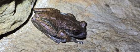 Perereca que se reproduz em cavernas da Serra do Espinhaço