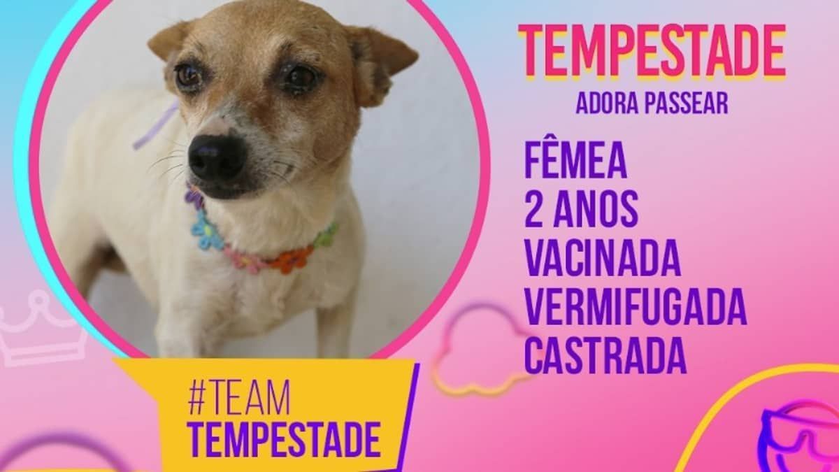 Prefeitura de MG cria perfis de cães disponíveis para adoção no ‘Big Dog Brasil’; veja imagens