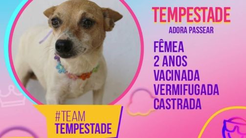 Perfil de cada cãozinho foi apresentado na publicação