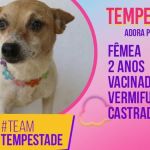 Prefeitura de MG cria perfis de cães disponíveis para adoção no ‘Big Dog Brasil’; veja imagens