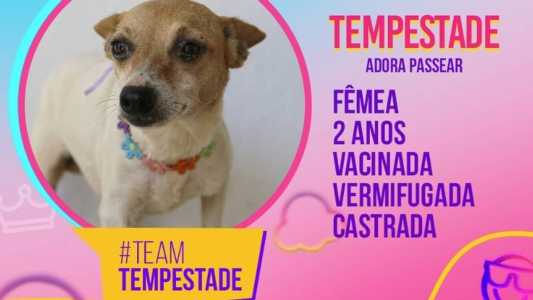 Perfil de cada cãozinho foi apresentado na publicação