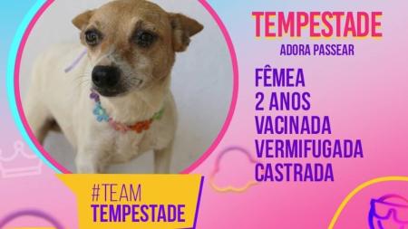Perfil de cada cãozinho foi apresentado na publicação