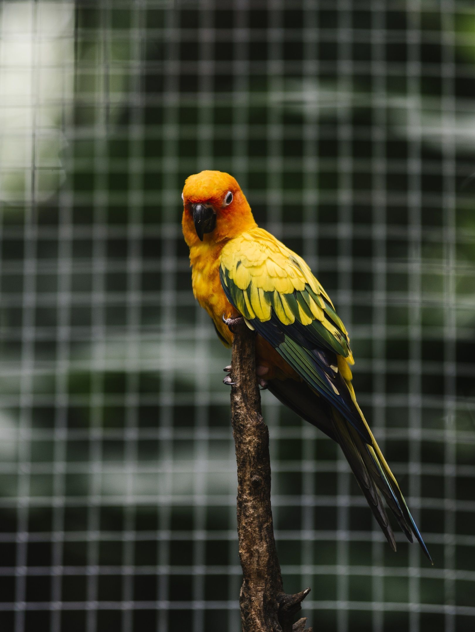 Descubra como criar um viveiro seguro e confortável aves domésticas