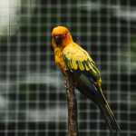 Descubra como criar um viveiro seguro e confortável aves domésticas