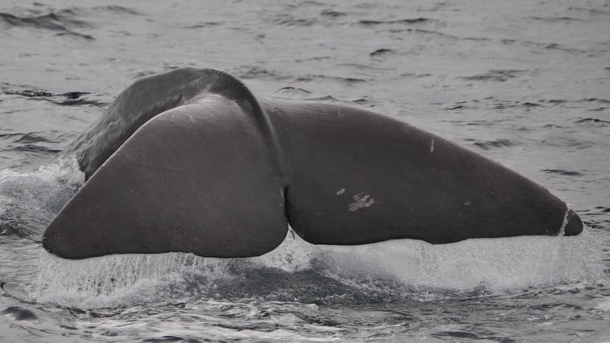 Bali: terceira baleia morre encalhada em praia desde início de abril