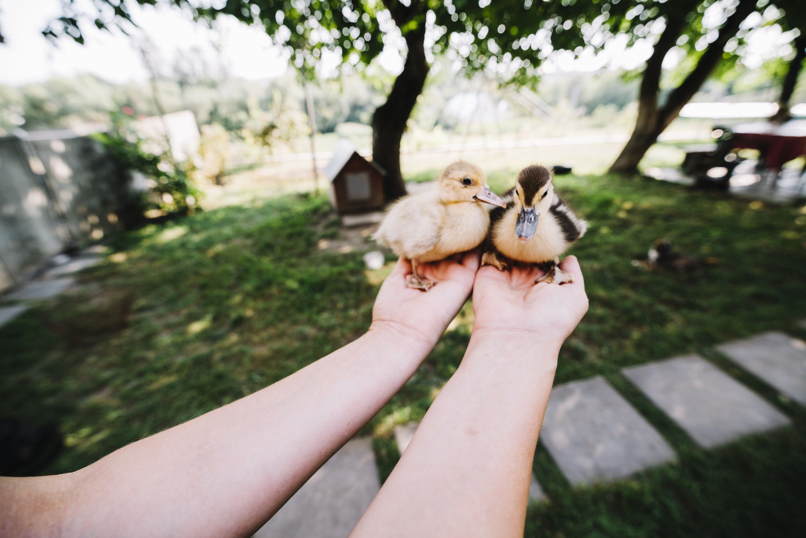 Patos domésticos exigem mais que água e comida: entenda os cuidados