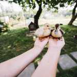 Patos domésticos exigem mais que água e comida: entenda os cuidados