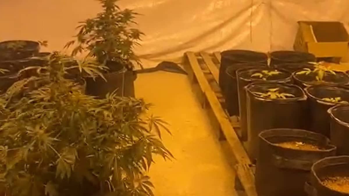 Vídeo: PM encontra plantação de pés de maconha em casa de Betim e prende suspeito 