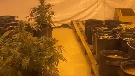 Pés de maconha eram cultivados dentro da casa do suspeito