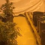 Vídeo: PM encontra plantação de pés de maconha em casa de Betim e prende suspeito 