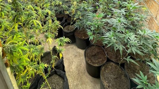 Pés de maconha eram cultivados com todo cuidado em Mateus Leme