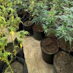 PM encontra plantação com 100 pés de maconha que cheirava longe em Mateus Leme; fotos