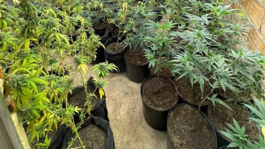 Pés de maconha eram cultivados com todo cuidado em Mateus Leme