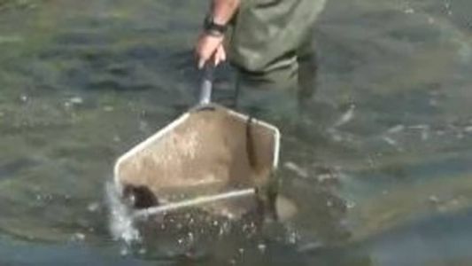 Pesca é para evitar a morte dos peixes devido ao baixo nível de oxigênio