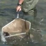 Vídeo: peixes são resgatados de rio em 'pesca elétrica' devido ao longo período de seca  
