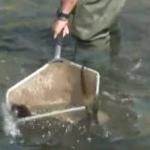 Vídeo: peixes são resgatados de rio em 'pesca elétrica' devido ao longo período de seca