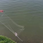 População de peixes migratórios cai 81% e acende alerta global