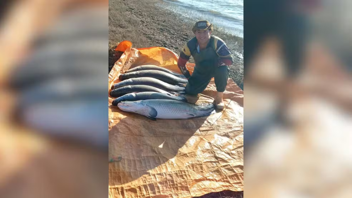 História de pescador? Homem chama atenção ao capturar seis pirarucus de uma vez