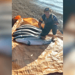 História de pescador? Homem chama atenção ao capturar seis pirarucus de uma vez