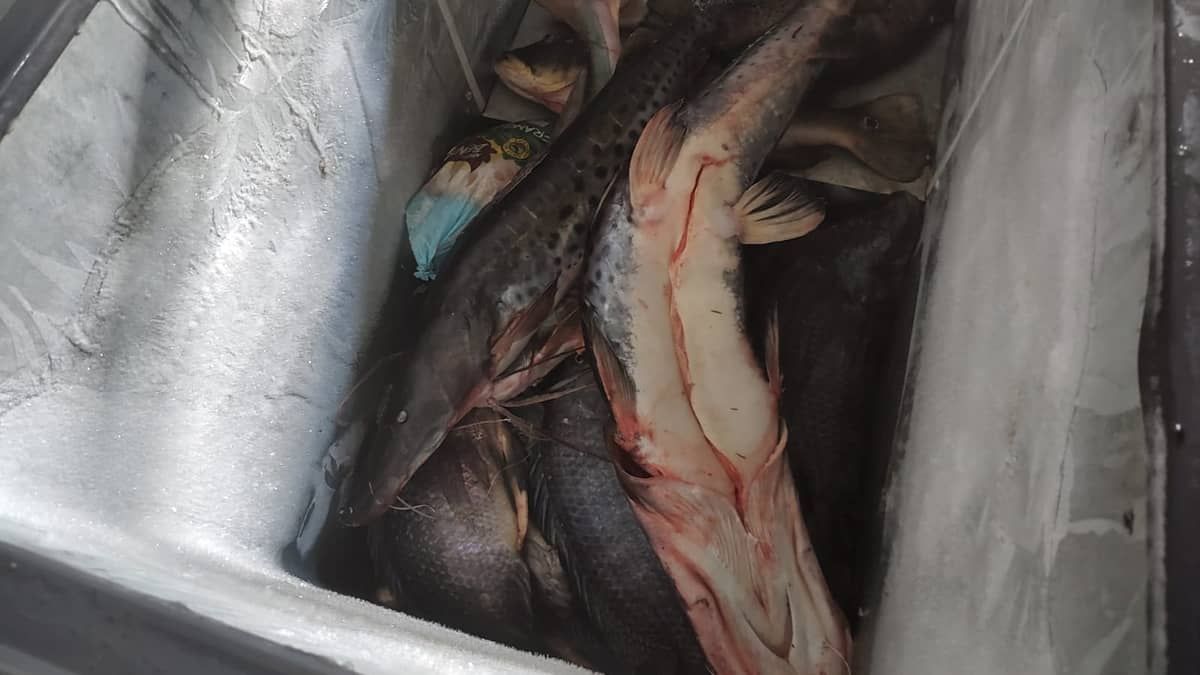 Três pessoas são presas por pescarem mais de 100 kg de peixe com arpão no interior de Minas  