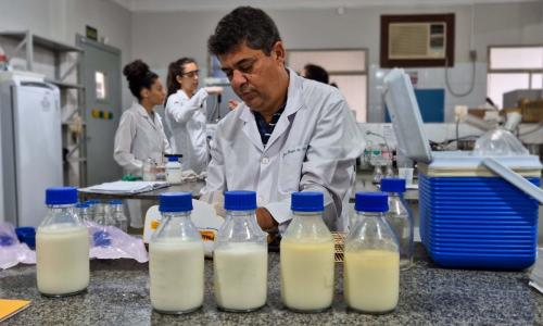 Pesquisadores do Instituto Cândido Tostes, da Epamig, e da Fiocruz buscam melhorar qualidade do leite humano para UTIs neonatais Foto Marcelo Ribeiro