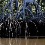 Manguezais evitam que atmosfera absorva carbono, aponta pesquisa