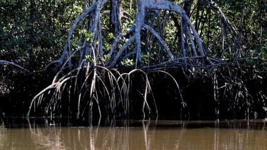 Pesquisa mostra importância dos manguezais