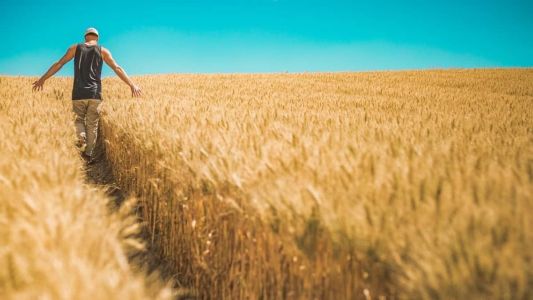 Pesquisa pretende identificar as regiões do estado que apresentam melhores condições para desenvolvimento das plantas.