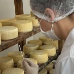 Estudo inédito vai mapear o 'DNA' do Queijo Minas Artesanal do Serro