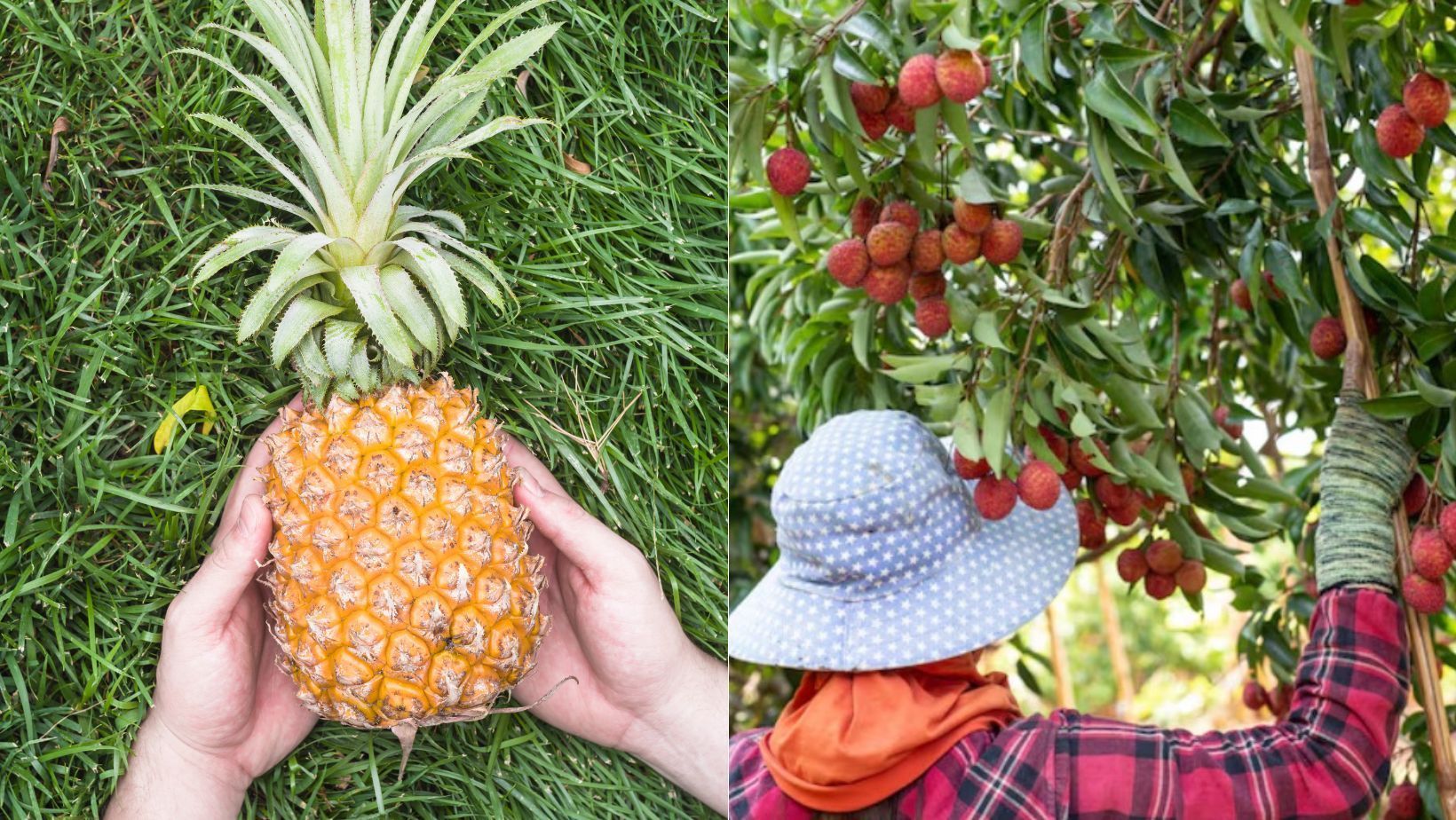 Pesquisa revela alto valor nutricional de frutos do Cerrado brasileiro; confira lista e benefícios