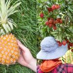 Pesquisa revela alto valor nutricional de frutos do Cerrado brasileiro; confira lista e benefícios