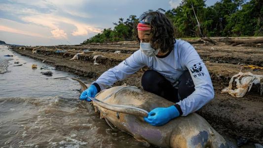 Pesquisadora recolhe carcaça de animal morto