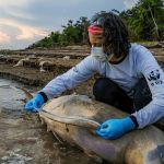 Morte de mais de 100 botos e outros mamíferos aquáticos no Amazonas será investigada, diz ICMBio